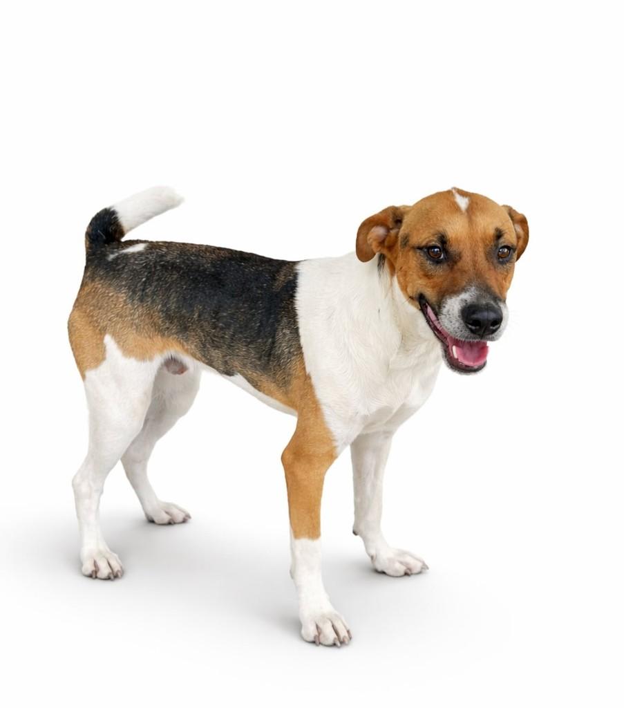 Manchinha, cachorro de porte pequeno para adoção em São Sebastião do Caí - RS