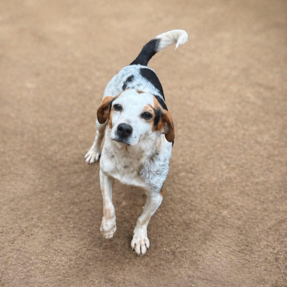 Guri, cachorro de porte médio para adoção em São Sebastião do Caí - RS