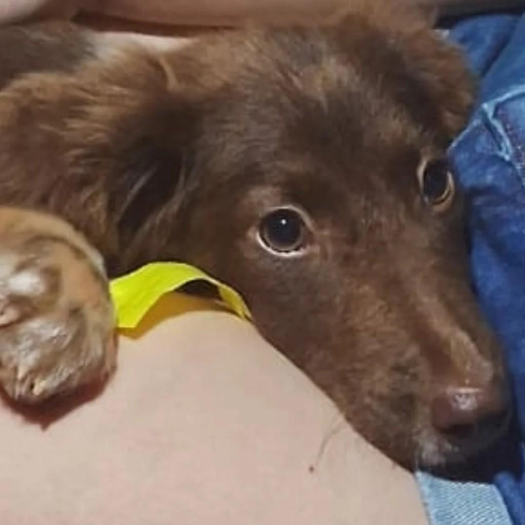Afonso, cachorro de porte grande para adoção em Panambi - RS