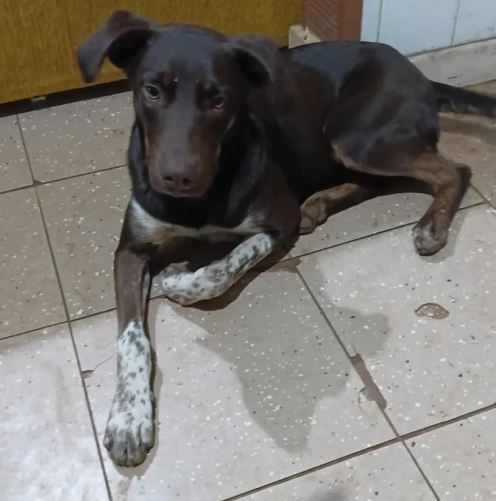 Marrom, cachorro de porte médio para adoção em Panambi - RS