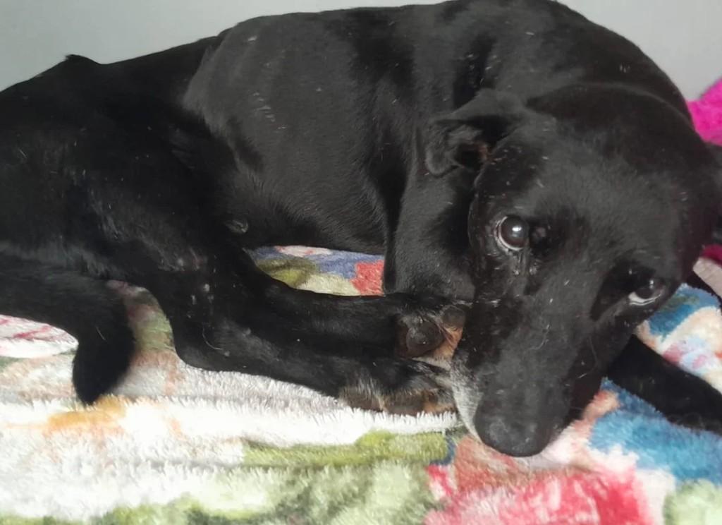 Aladim, cachorro de porte médio para adoção em Panambi - RS