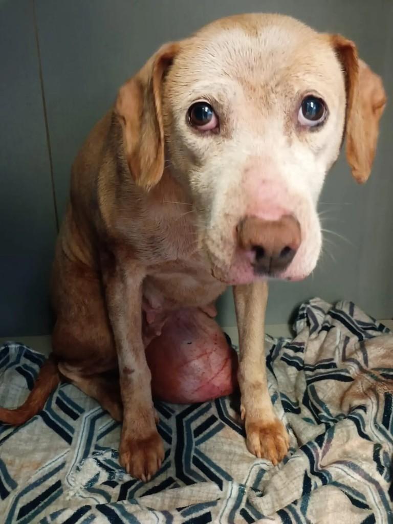 Elza, cachorro de porte médio para adoção em Panambi - RS
