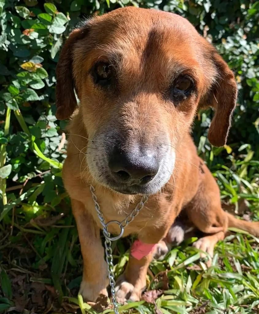 Joaquim, cachorro de porte médio para adoção em Panambi - RS