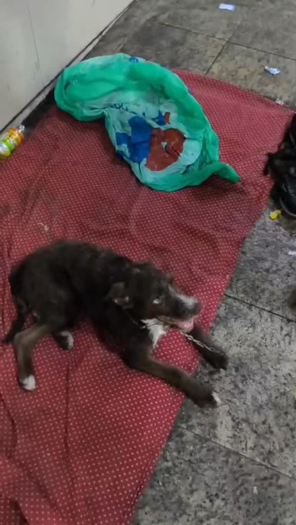 Sasha, cadela de porte médio para adoção em Niterói - RJ