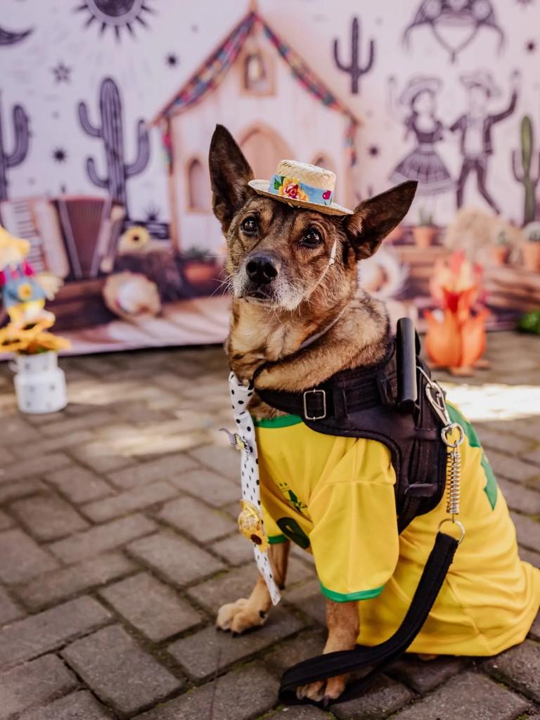 Dois Mil, cachorro de porte pequeno para adoção em São Francisco - SP