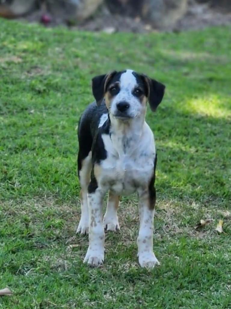 Bartô, cachorro de porte médio para adoção em Niterói - RJ