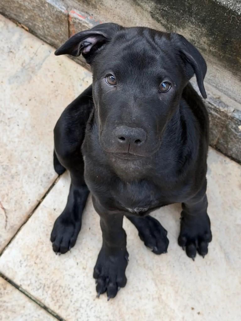 Benedito, cachorro de porte pequeno para adoção em Niterói - RJ