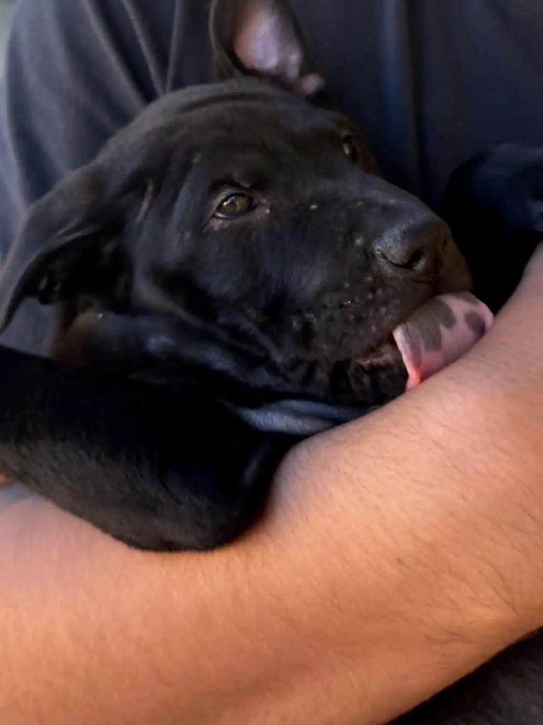 Benedito, cachorro de porte pequeno para adoção em Niterói - RJ — foto 2 de 2