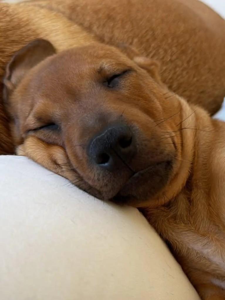 Pururuco, cachorro de porte médio para adoção em Niterói - RJ