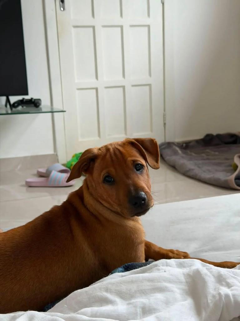 Pururuco, cachorro de porte médio para adoção em Niterói - RJ — foto 2 de 3