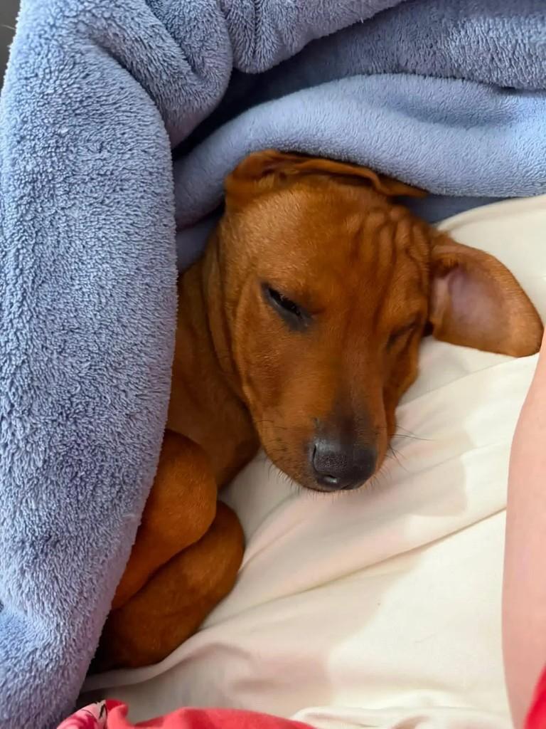 Pururuco, cachorro de porte médio para adoção em Niterói - RJ — foto 3 de 3