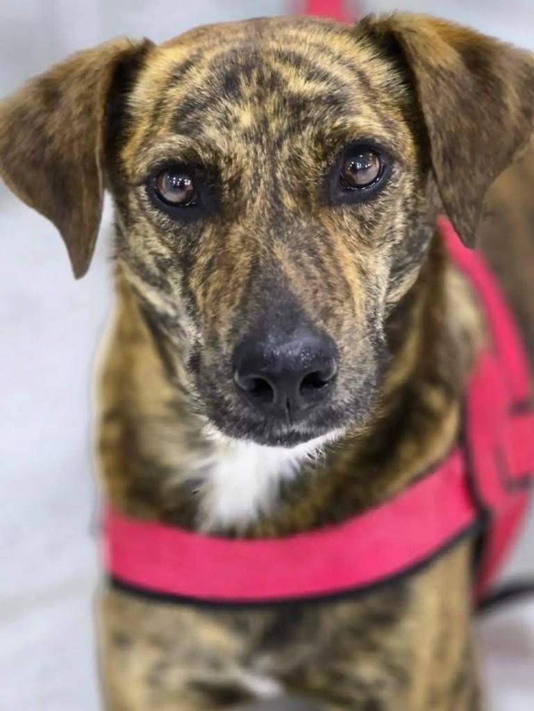 Maggie, cadela de porte médio para adoção em Niterói - RJ