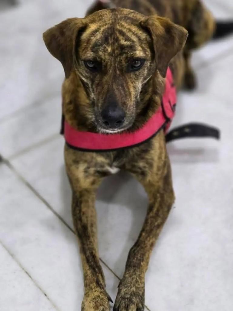 Maggie, cadela de porte médio para adoção em Niterói - RJ — foto 2 de 4