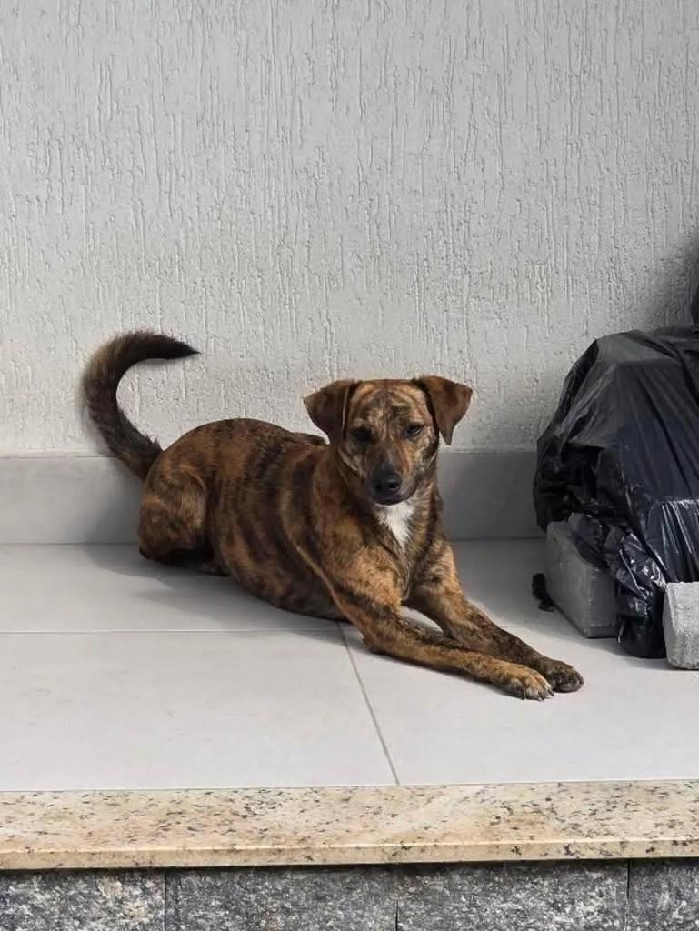 Maggie, cadela de porte médio para adoção em Niterói - RJ — foto 3 de 4