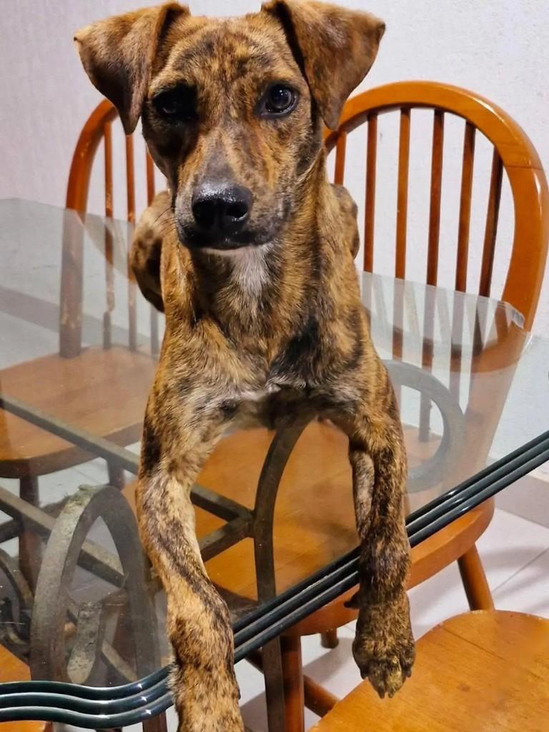 Maggie, cadela de porte médio para adoção em Niterói - RJ — foto 4 de 4