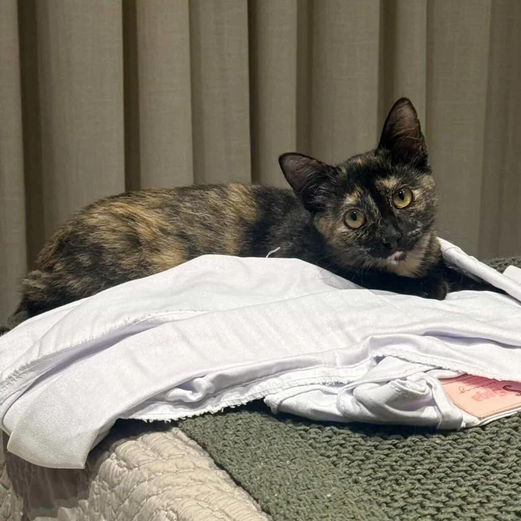Linda, gato de porte pequeno para adoção em Patos - PB