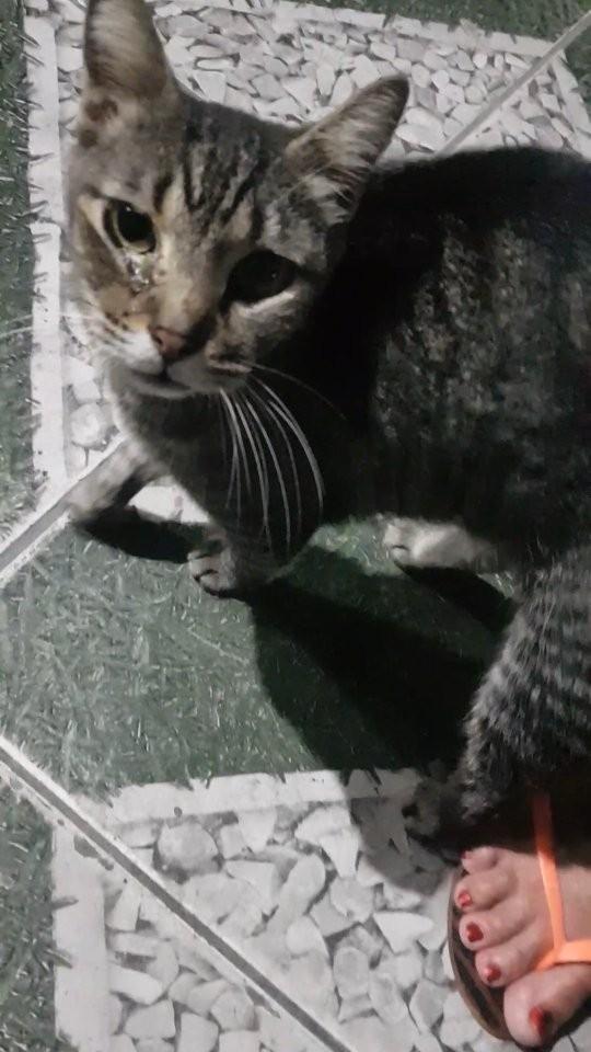 Cotozinha, gata de porte pequeno para adoção em Patos - PB