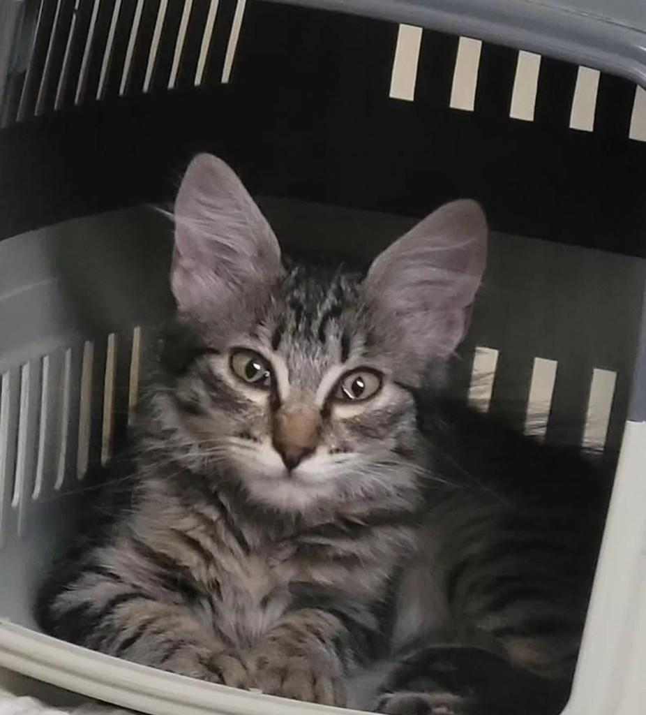 Filhotinha, gato de porte pequeno para adoção em Patos - PB
