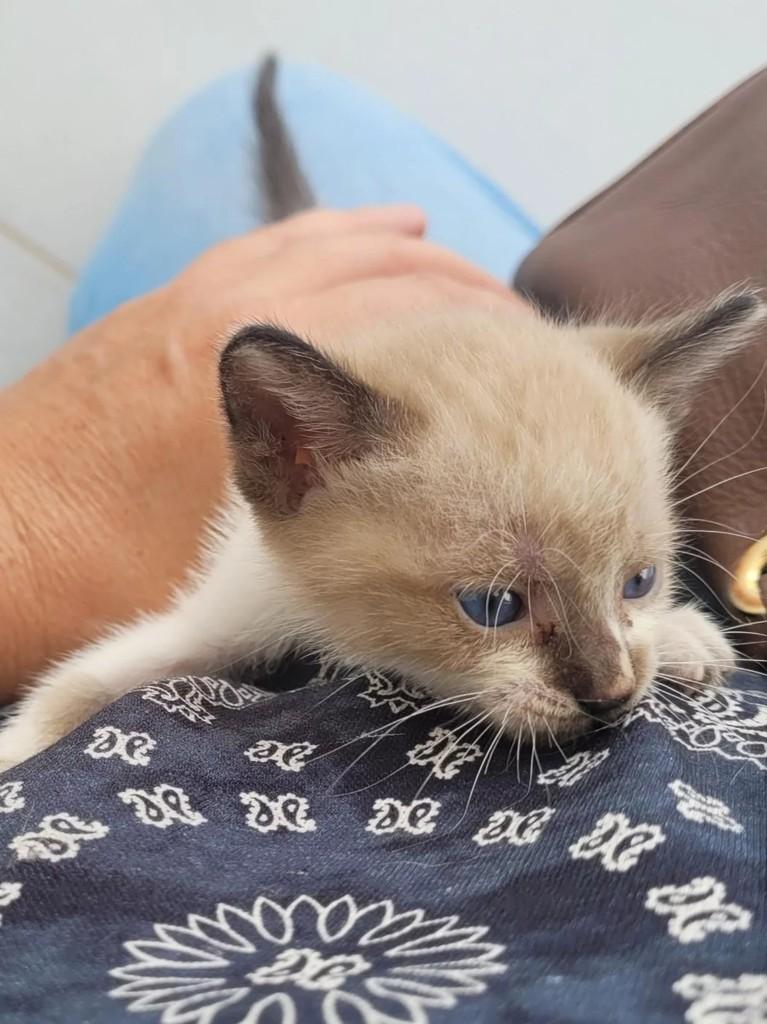 Princesinha, gato de porte pequeno para adoção em Patos - PB