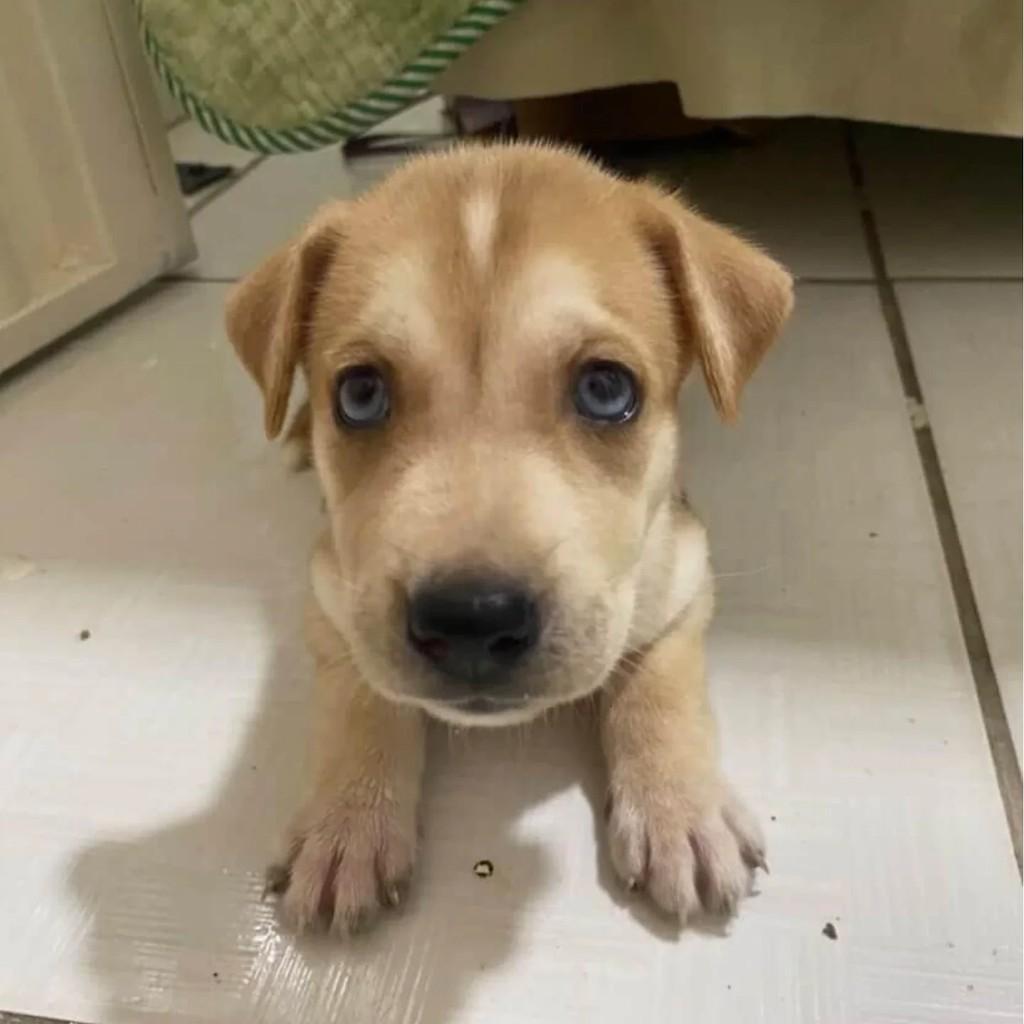 Apolo, cachorro de porte pequeno para adoção em Patos - PB