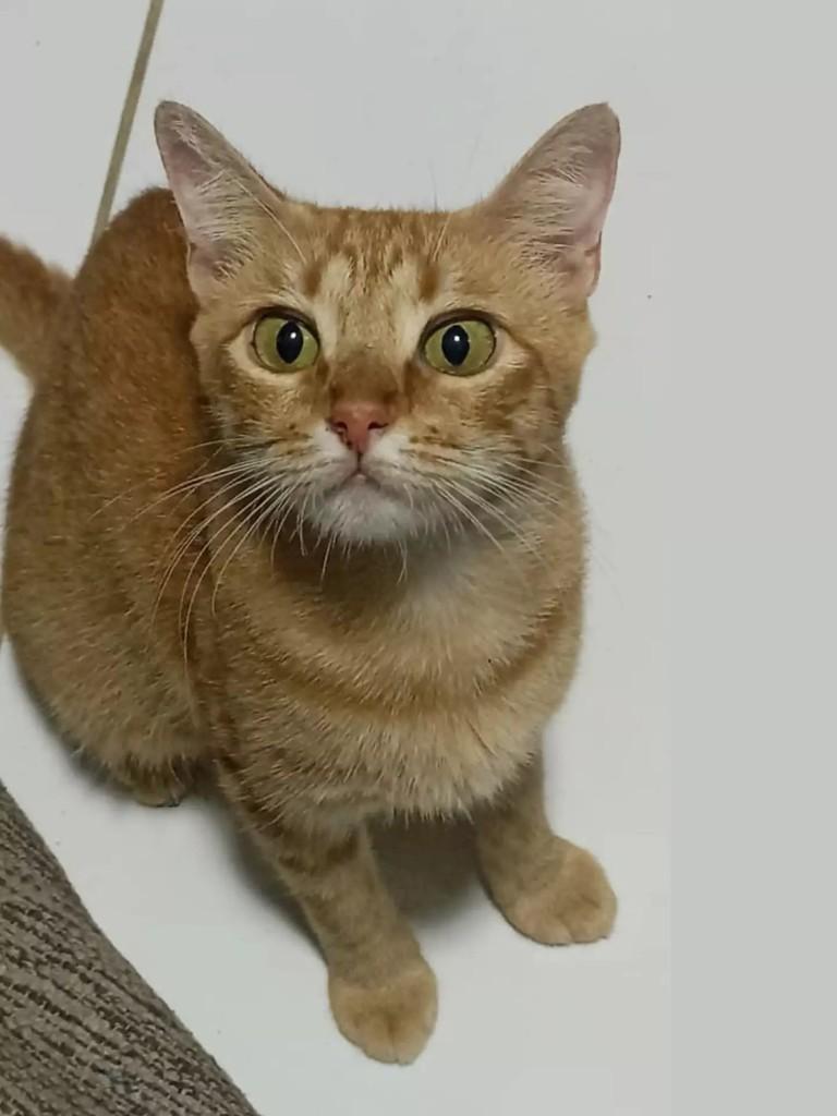 Mocinha, gata de porte pequeno para adoção em Patos - PB