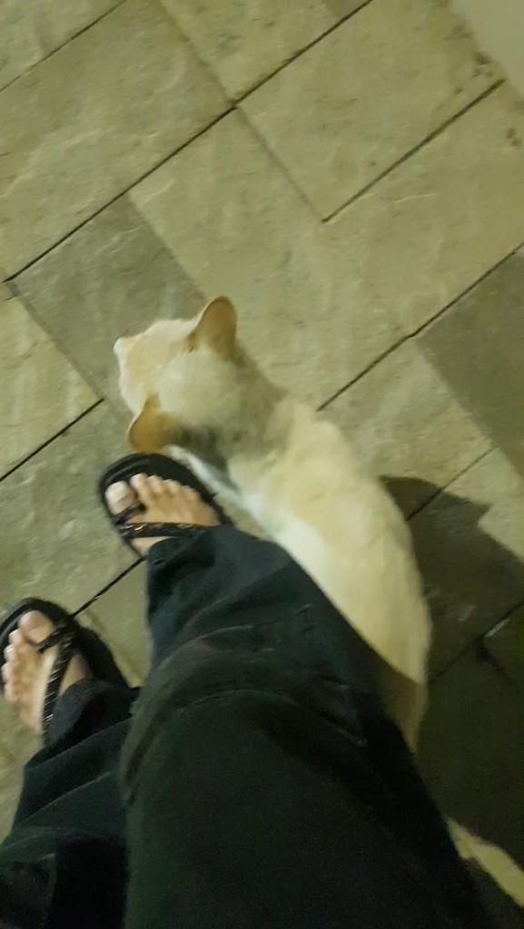 Branquinho, gato de porte pequeno para adoção em Patos - PB