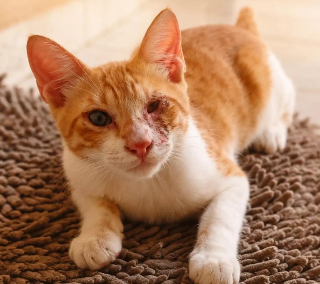 Thor, gato de porte pequeno para adoção em Patos - PB
