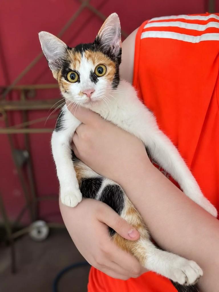 Tricolorzinha, gato de porte pequeno para adoção em Patos - PB