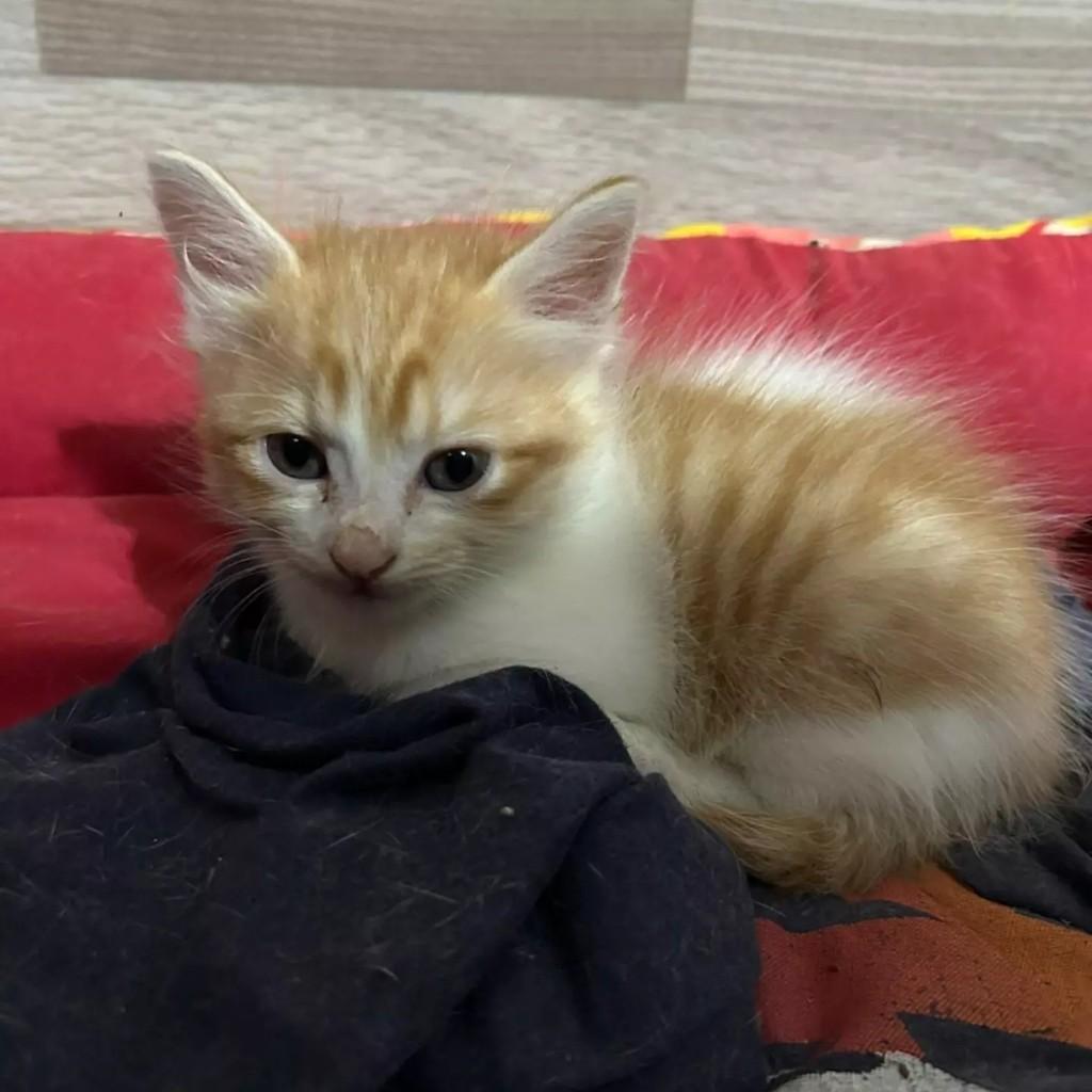 Bebêzinho, gato de porte pequeno para adoção em Patos - PB