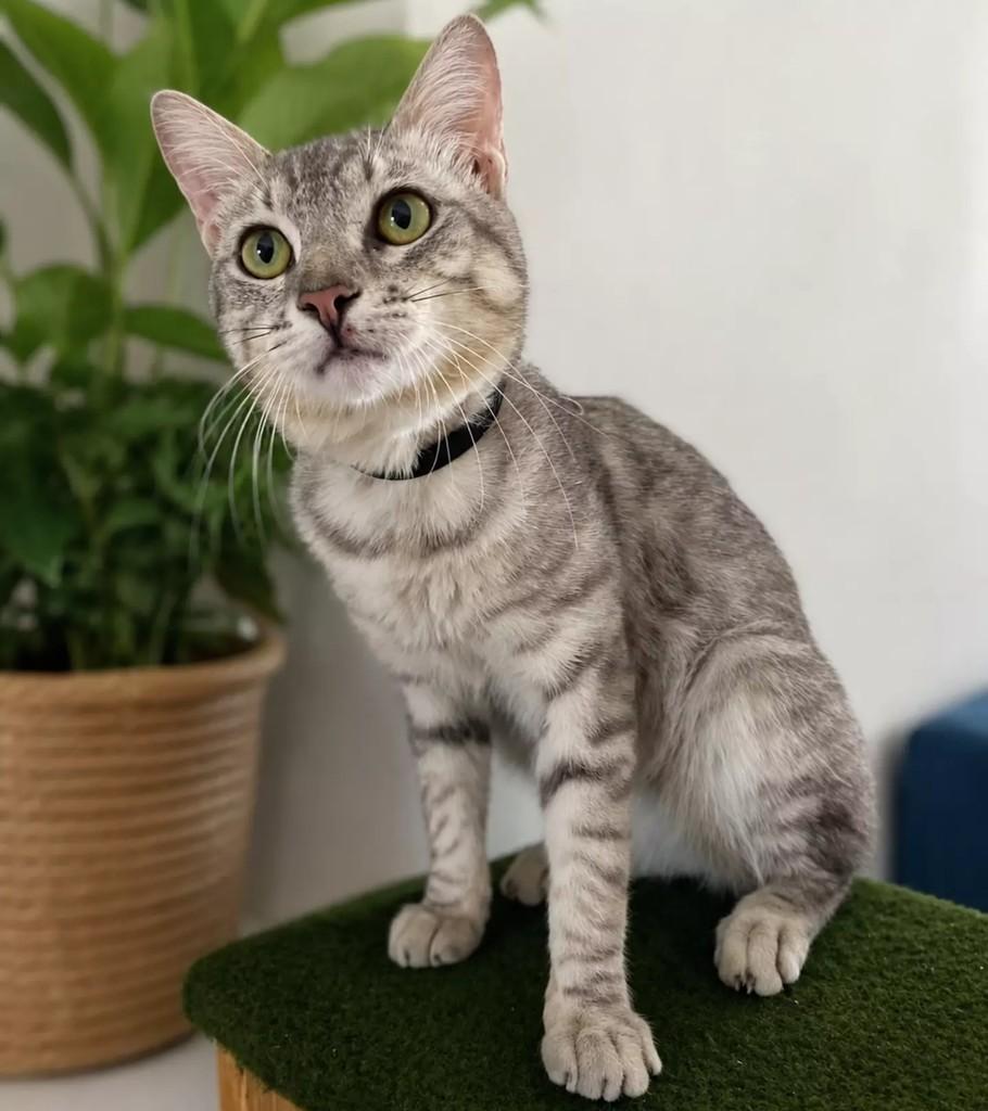 Lindão, gato de porte pequeno para adoção em Patos - PB