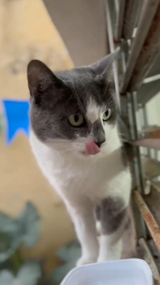 Cinzinha, gato de porte médio para adoção em Patos - PB