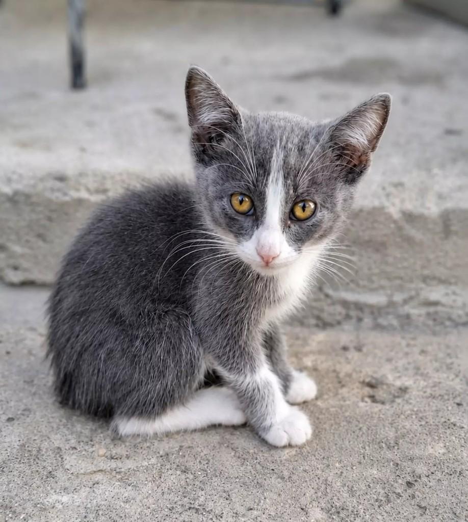 Michael, gato de porte pequeno para adoção em Patos - PB