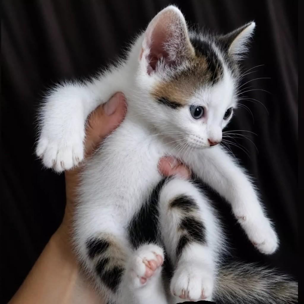 Bolinha de Pêlos, gato para adoção em Patos - PB