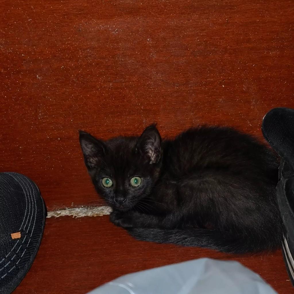 Pretinho, gato de porte pequeno para adoção em Patos - PB