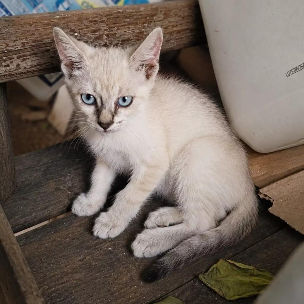 Menininho, gato de porte pequeno para adoção em Patos - PB