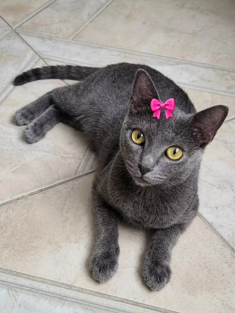 Chanel, gata de porte pequeno para adoção em Patos - PB