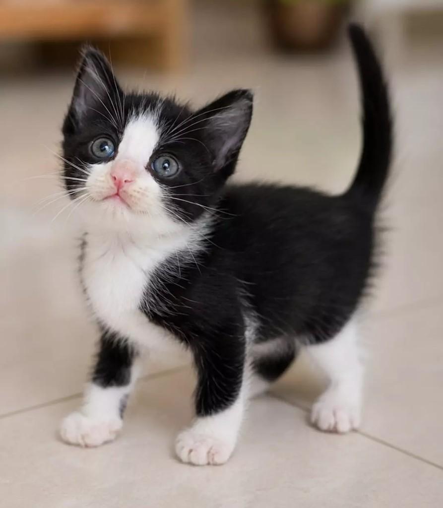 Príncipe, gato de porte pequeno para adoção em Patos - PB