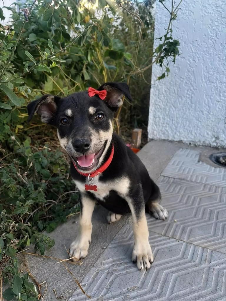 Meg, cachorro de porte pequeno para adoção em Patos - PB