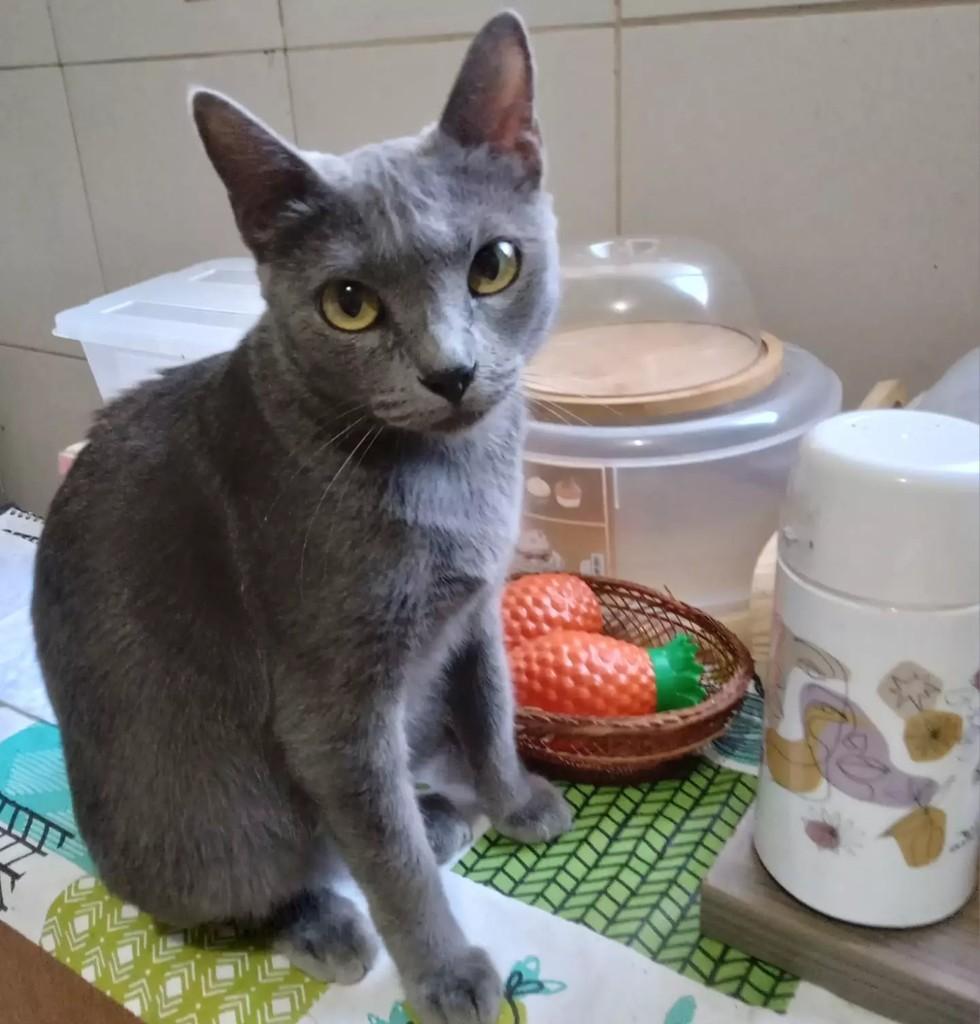 Gris, gata de porte médio para adoção em Patos - PB