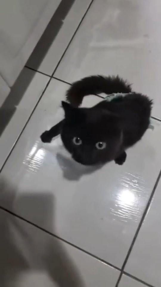 Alfredo, gato de porte pequeno para adoção em Patos - PB