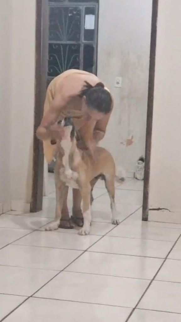 Bento, cachorro de porte grande para adoção em Patos - PB