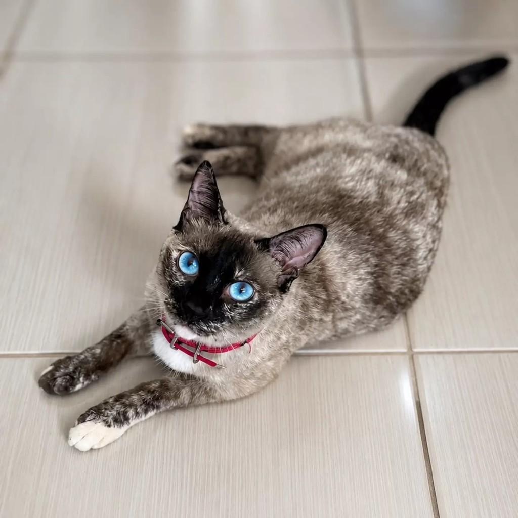 Marie, gata de porte médio para adoção em Patos - PB