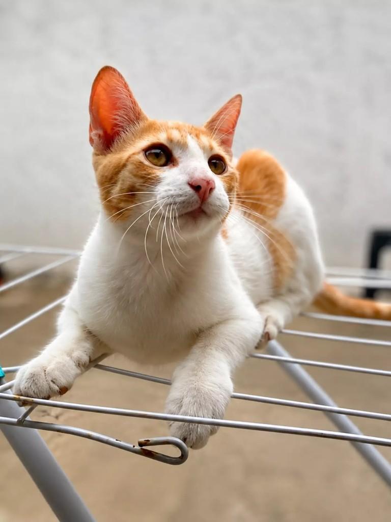 Leléu, gato de porte pequeno para adoção em Patos - PB