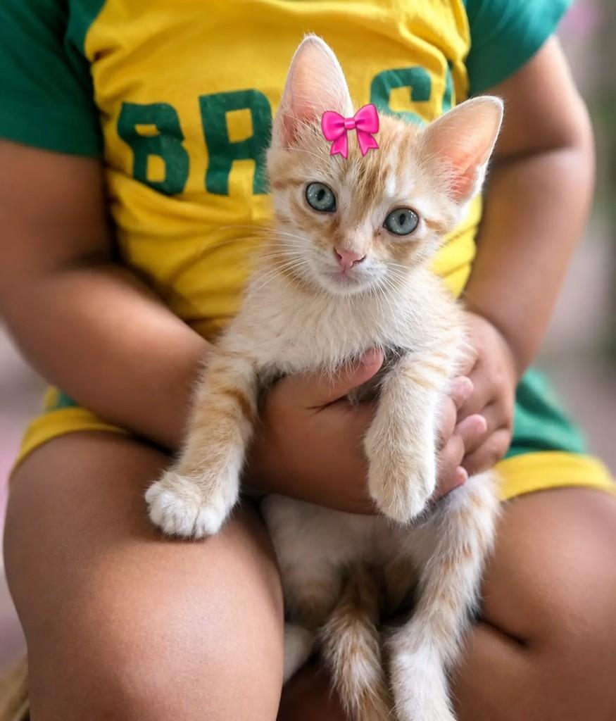 Bebêzinha, gato de porte pequeno para adoção em Patos - PB