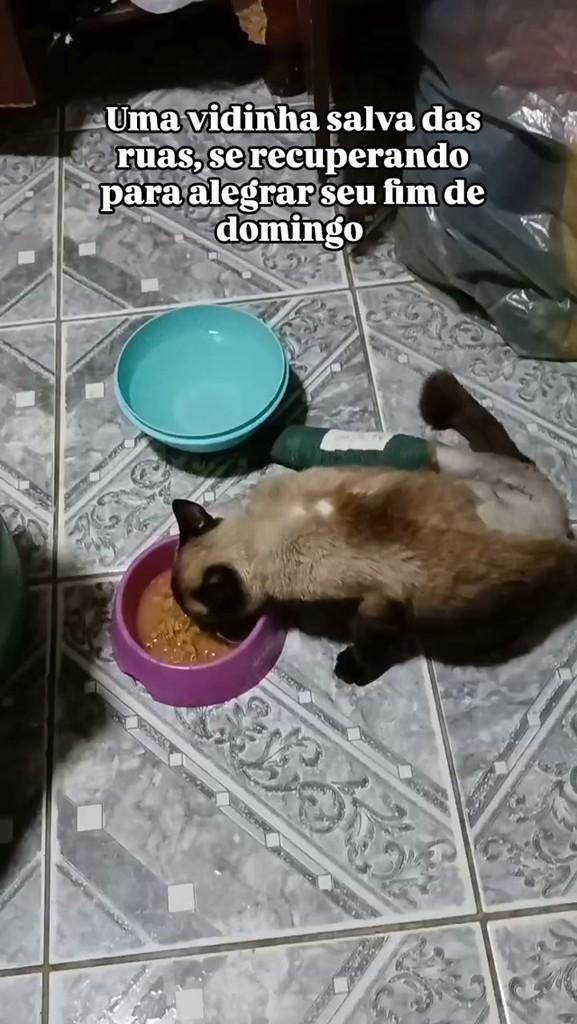 Nandinha, gata de porte pequeno para adoção em Patos - PB