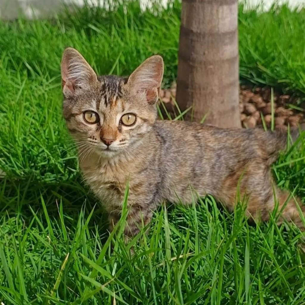 Mel, gato de porte pequeno para adoção em Patos - PB