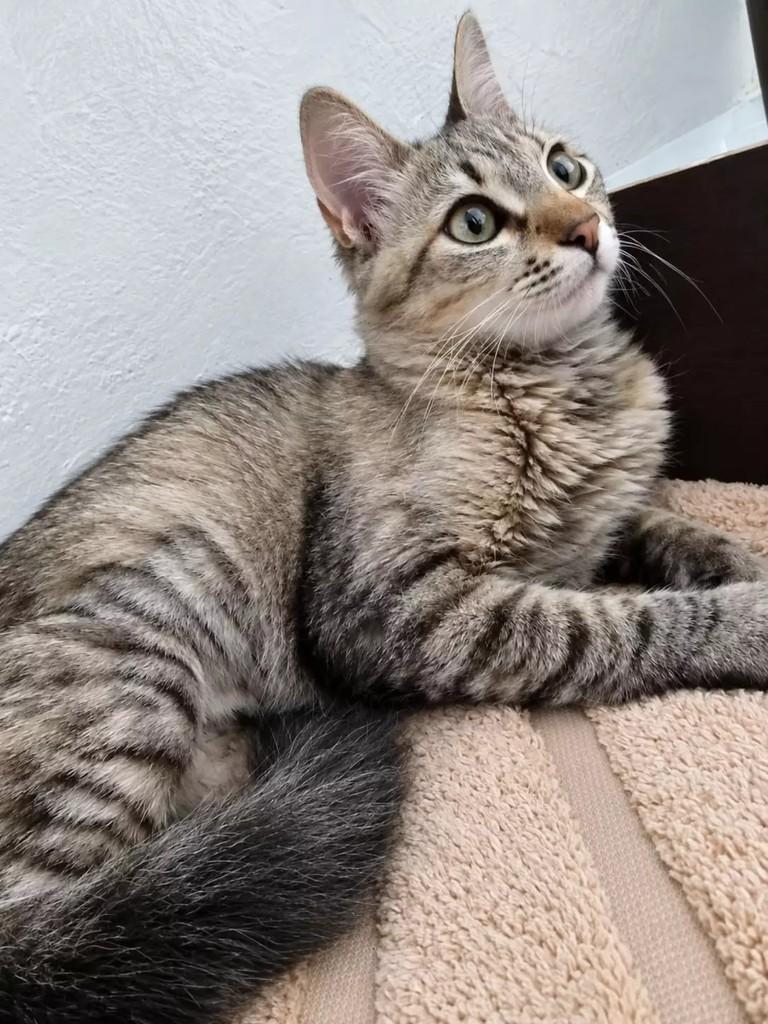 Martinha, gata de porte médio para adoção em Patos - PB