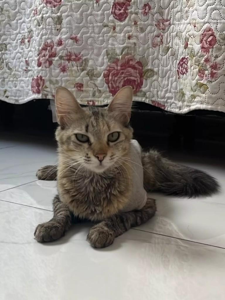 Martinha, gata de porte médio para adoção em Patos - PB — foto 2 de 2