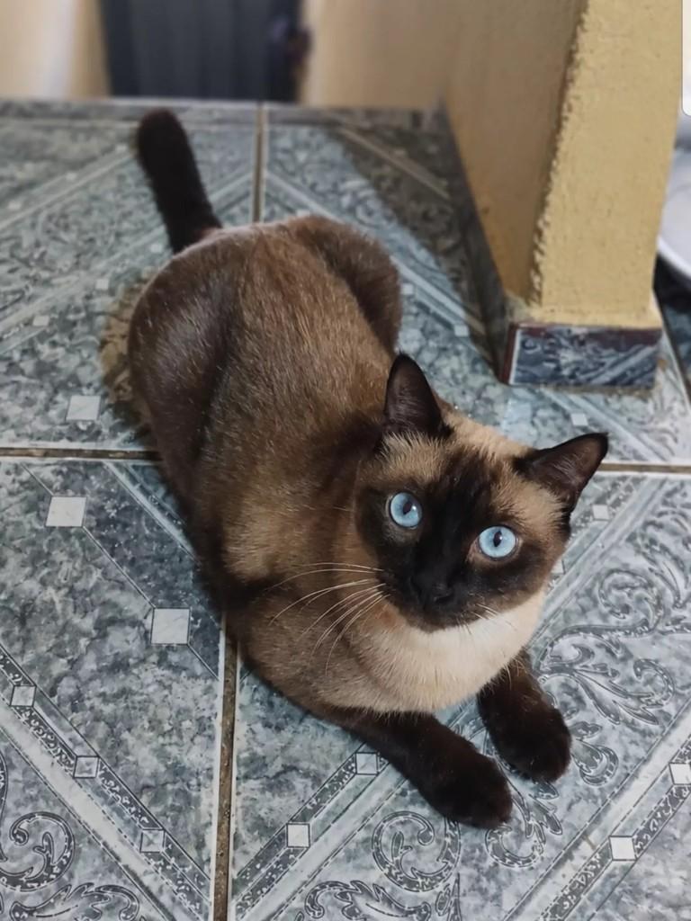 Nada, gata de porte pequeno para adoção em Patos - PB