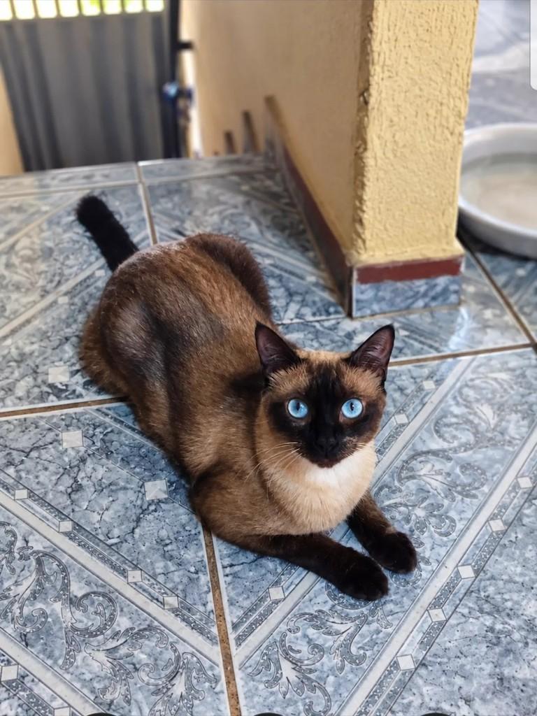 Nada, gata de porte pequeno para adoção em Patos - PB — foto 2 de 2